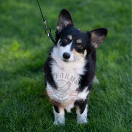 Maggie - Pembroke Welsh Corgi