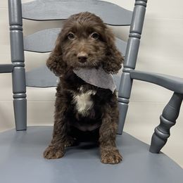 Sarah - Liver and white female Springerdoodle puppy in Lisbon, Ohio from Willow Lane Doodles