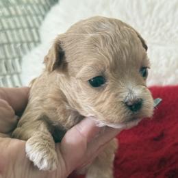 Belle - Apricot female Maltipoo puppy in Fredericktown, Missouri from Doodle Pups Fur-Ever