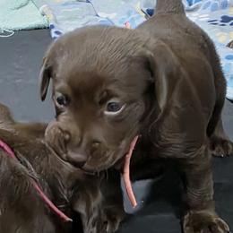 3rd Pick Chocolate Female (Blast QA2 MH X HRCH Patsy SH) - Chocolate female Labrador Retriever puppy in Crockett, Texas from Cross Creek Kennels, Inc