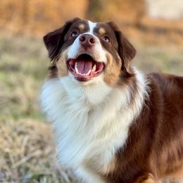 Miniature American Shepherds from Amy's Aussies
