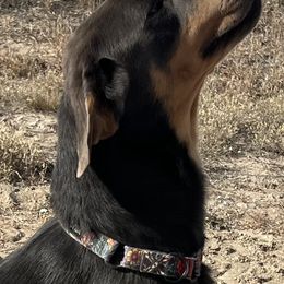 Banksy - Black male Labrador Retriever puppy in Elizabeth, Colorado from Royalty’s Farm