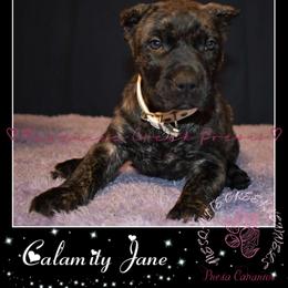 Perro de Presa Canario Puppies from Mesquite Creek Kennels