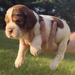 Percy - Tri-Roan male English Springer Spaniel puppy in Stephens City, Virginia from Legendary Springers