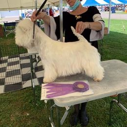 Iara - West Highland White Terrier