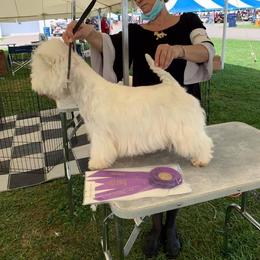 Iara - West Highland White Terrier