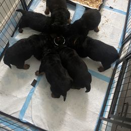 Rottweiler Puppies from GrowlHausRotts