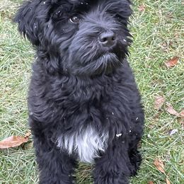Portuguese Water Dog Puppies from Prestige Portuguese Water Dogs