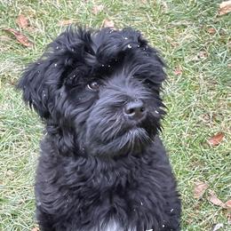 Portuguese Water Dog Puppies from Prestige Portuguese Water Dogs