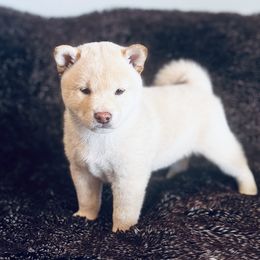 Gavin - Cream male Shiba Inu puppy in Trenton, Nebraska from Prairie Shibas