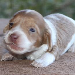 Puppy B Purebred DNA Tested Parents Family Raised - Piebald male Dachshund puppy in Haines City, Florida from Divine Poodle Paradise Standard Poodles & Divine Dachshunds