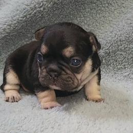 Kaya - Black and tan female French Bulldog puppy in Ardmore, Oklahoma from Big Ox Bulldogs