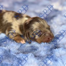 Indy - Dapple female Dachshund puppy in Onalaska, Texas from Smokey Pines Dachshunds