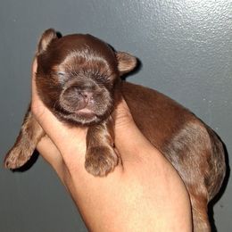 Boy 1 - Liver male Shih Tzu puppy in Birmingham, Alabama from K&D kennels