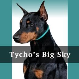 Doberman Pinscher puppies from Tycho's Dobermans