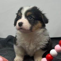 Midnight (fluffy) - Black and tan female Pembroke Welsh Corgi puppy in Waco, Texas from The Comma Corgis