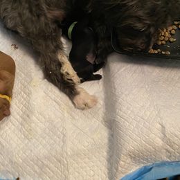 Schnoodle Puppies from Noodle Tings Puppies