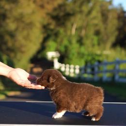 Scarlett - Red & white female Miniature American Shepherd puppy in Kamuela On The Big Island, Hawaii from Royal Hawaiian Aussies LLC
