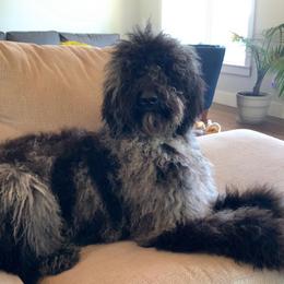 Smokie - Goldendoodle