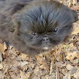 Pekingese from Flatnose Farm