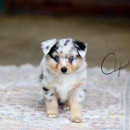 Leatherface - Blue merle male Miniature Australian Shepherd puppy in Prague, Oklahoma from Clay Creek Aussies