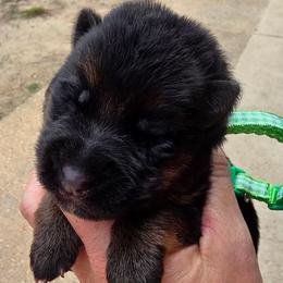 Aspen (Green Collar) - Black and tan male German Shepherd puppy in Roanoke, Alabama from Von Schönen Träumen German Shepherds