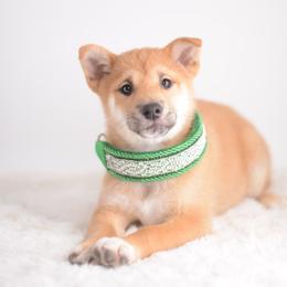 Kado 🐾 Red Boy - Red male Shiba Inu puppy in Neosho, Missouri from Sunny Terrace Shibas