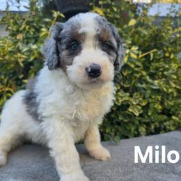 Milo - Blue merle male Bernedoodle puppy in Blackfoot, Idaho from Draper Mountain Doodles