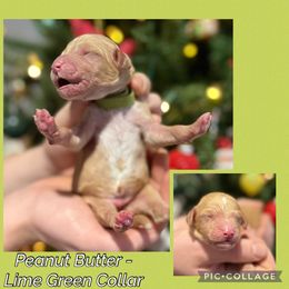 Peanut Butter - Parti male Goldendoodle puppy in Howard City, Michigan from Doodles and Chaos