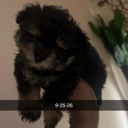 Queen - Black female Maltipoo puppy in Long Island, New York from Minipaws kennel