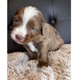 Moxie - Chocolate merle male Bernedoodle puppy in Hillsboro, Oregon from Myt fine doodles