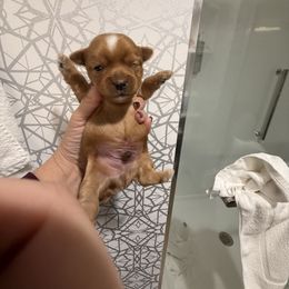 Gold male - Gold male Yorkshire Terrier puppy in Grove Hill, Alabama from Huntington Yorkies