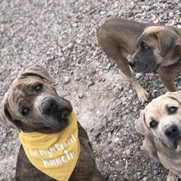 Cane Corso and Lowchen Puppies from High Royal Kennel