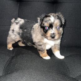 Chase - Blue merle male Miniature Australian Shepherd puppy in Liberty, Mississippi from Liberty Oaks Aussies and Dachshunds