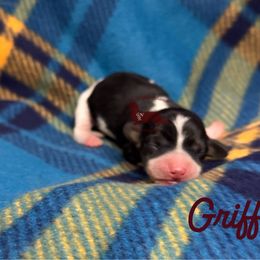 Griffin - Piebald male Dachshund puppy in Seguin, Texas from Good Neighbor Ranch Dachshunds