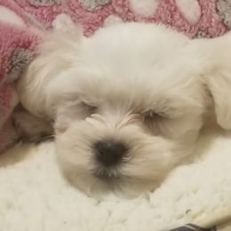 Maltese Puppies from Michigan Maltese Puppies
