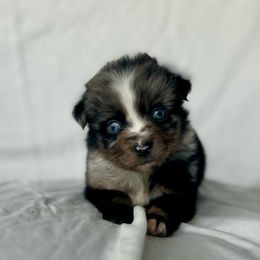 Birch - Blue merle Toy Australian Shepherd puppy in Venus, Texas from Prickly Pear Pups