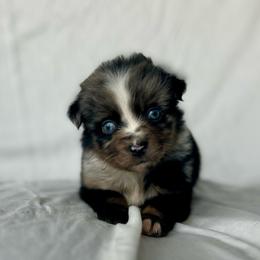 Birch - Blue merle Toy Australian Shepherd puppy in Venus, Texas from Prickly Pear Pups