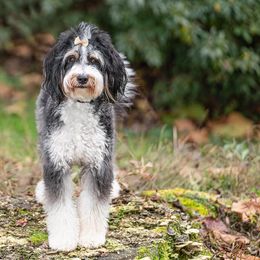 Assorted Doodle Crosses, Bernedoodles, Dachshunds, Goldendoodles, and Havanese from Kim's Cove Dog Co.