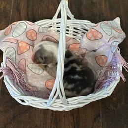 Boy 1 - Blue merle male Miniature Australian Shepherd puppy in Doddridge, Arkansas from Huddleston Farm