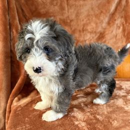 Autumn - Merle female Maltipoo puppy in Bronson, Florida from Tabler Family Puppies
