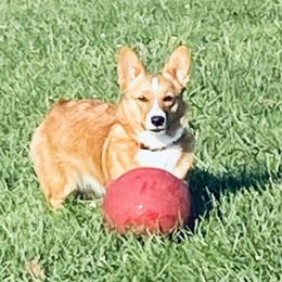 RubyJo - Pembroke Welsh Corgi