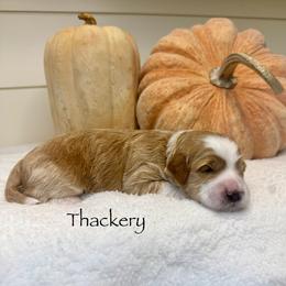 Thackery Binx - Red  male Goldendoodle puppy in Springville, Utah from JW Doodles
