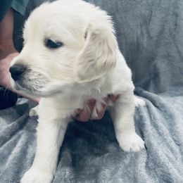 Golden Retriever Puppies from Valiant Goldens