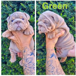 Green - Lilac tri-color male Bulldog puppy in Seattle, Washington from Authentic Bullys