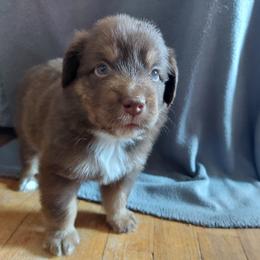 Brown Collar - Red tri-color Australian Shepherd puppy in Kansas from Lifeline Ranch
