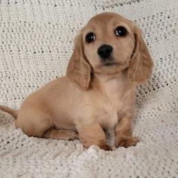 Dachshund Puppies from Bridge Creek Dachshunds