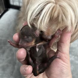 Dark chocolate - Chocolate and tan Yorkshire Terrier puppy in Knoxville, Tennessee from A+ Yorkies