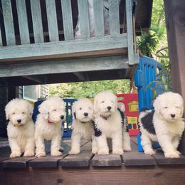 Bernedoodles, Goldendoodles, and Sheepadoodles from Doodles in PA