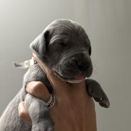 Great Dane All Grown Up from Dream Danes House of Cambridge Great Danes